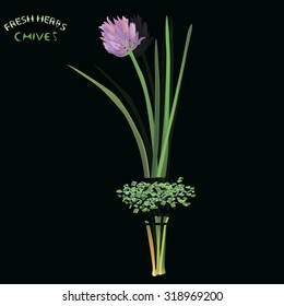 a vector illustration of chopped chive plant, with flower, seasoning and bottom part, with fresh herb sign