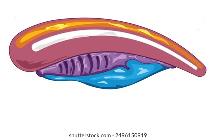 Ilustración vectorial de características de cordados, diagrama de anatomía de cordados sobre fondo blanco.