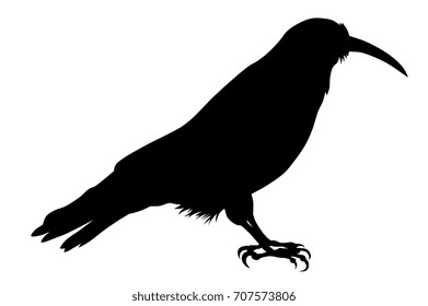 Vector illustration of chough silhouette
