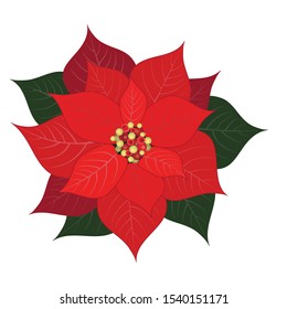 Vector illustration of a Christmas flower: Poinsettia.