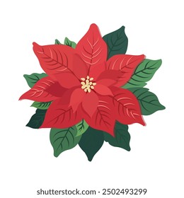 Vector illustration of a Christmas star poinsettia in red and green petals flowers on an isolated white background