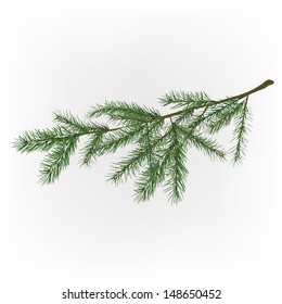 Vector illustration of christmas tree branch