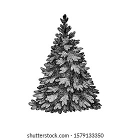 Vector illustration with christmas tree. Winter fir-tree image. Design element isolated on white background. Perfect for cards, invitations, banners, posters
