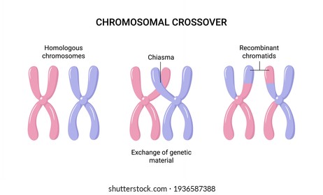 Vector illustration of Chromosomal crossover or crossing over. Exchange of genetic material