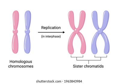 Vector illustration of chromosomal replication during the interphase