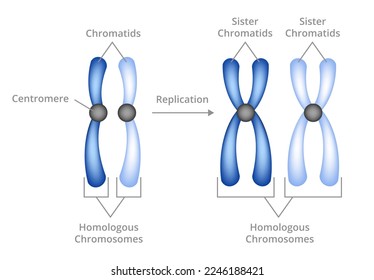 Vector illustration of chromosomal replication isolated on white background. Chromosomes and chromatids. Pair of homologous chromosomes, sister chromatids consist of two copies of the same chromosomes