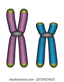 Vector illustration of chromosomal structures, a vibrant depiction of genetics.