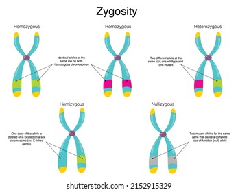 Vector Illustration Of Chromosomal Zygosity 