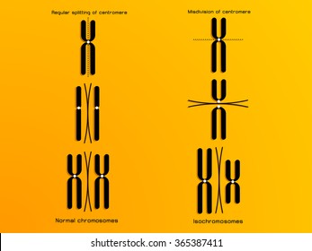 vector illustration of the chromosome 