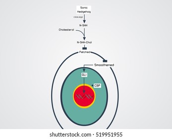 vector illustration of the chromosome
