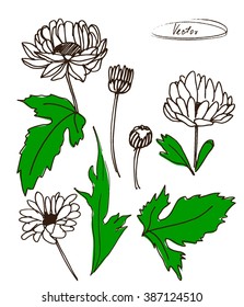 vector illustration of chrysanthemum