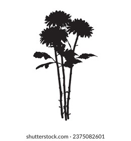 Vector Illustration of Chrysanthemum Flower