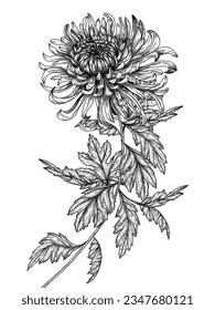 Vector illustration of chrysanthemum flower in engraving style