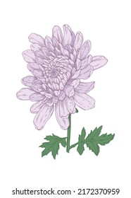 Vector illustration of chrysanthemum isolated on white background