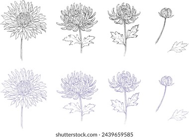 Vektor-Illustration von Chrysanthemen mit einem Stift gezeichnet