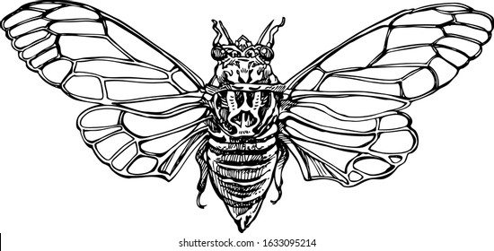 A vector illustration of a cicada insect named Cicadatra platyptera Fieber that lived in Europe in 1876