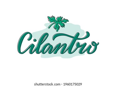 Ilustración vectorial de las letras cilantro para paquetes, diseño de productos, banners, pegatinas, lista de precios de tienda de especias y decoración. Palabra aislada manuscrita con hoja trazada para web o impresión
