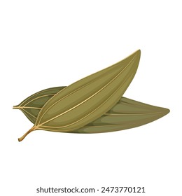 Vector illustration of Cinnamomum tamala, Indian bay leaf, also known as tejpat, tejapatta, Malabar leaf, Indian bark, Indian cassia, or malabathrum, isolated on white background.