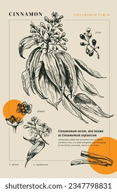 Vector illustration of Cinnamon tree. Hand-drawn sketch style images of Cinnamomum Verum tree branches with leaves, flowers, buds and fruits. Botanical style illustration 