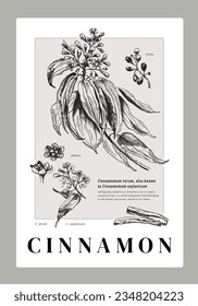 Vector illustration of Cinnamon tree. Hand-drawn sketch style images of Cinnamomum Verum tree branches with leaves, flowers, buds and fruits. Botanical style illustration 