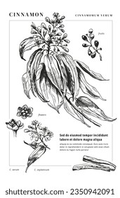 Ilustración vectorial del árbol de Cinnamon. Dibujo a mano de imágenes de las ramas del árbol Cinnamomum Verum con hojas, flores, brotes y frutas. Ilustración de estilo botánico 