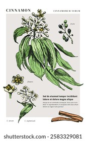 Vector illustration of Cinnamon tree. Hand-drawn sketch style picture of Cinnamomum Verum tree branches with leaves, flowers, buds and fruits. Botanical style colorful illustration 