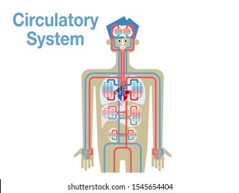 Vector illustration of the circulatory system.