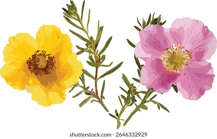 Ilustração vetorial de Cistus incanus e Artemisia abrotanum recorte, árvore-da-rosa-rocha, ervas medicinais, planta de ervas, folhagem da natureza, espécies de botânica, arbusto verde, planta isolada.