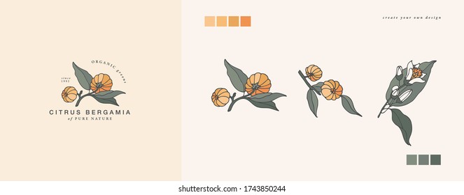 Vector illustration citrus bergamia branch - vintage engraved style. Logo composition in retro botanical style