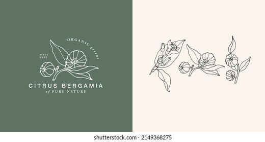 Vector illustration citrus bergamia branch - vintage engraved style. Logo composition in retro botanical style