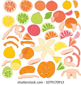 Vector illustration of citrus fruit collection (cut, peeled and untouched): lemon, lime, tangerine, orange, grapefruit