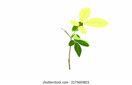Ilustración vectorial. Plantas de cítricos expuestas a la luz solar.