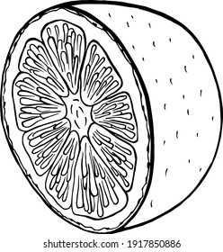 Vector illustration. Citrus fruit slice. Hand drawn.