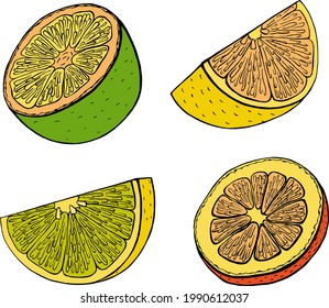 Vector illustration. Citrus fruit slice. Hand drawn.