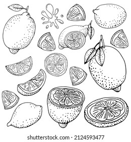 Vector illustration. Citrus fruit whole and slice. Hand drawn.