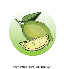 Ilustración vectorial del logotipo del cítrico. Baraja de limón y limón como emblema del diseñador en blanco
