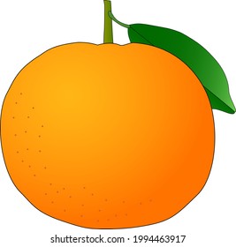 Ilustración vectorial de cítricos, ponkan 