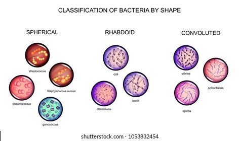 vector illustration of the classification of bacteria by form
