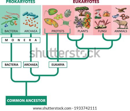 Vector illustration of Classification the Kingdom of living beings.