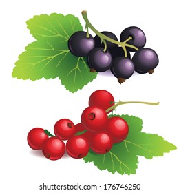 Vector Illustration of  Clasters of black and red currants
