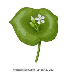 Ilustración vectorial de Claytonia perfoliata, comúnmente conocida como lechuga de minero, lechuga india o verdolaga invernal, aislada sobre fondo blanco.