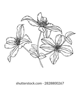 Vector illustration of clematis flowers with stems and leaves. Black and white drawing of a garden clematis flower.