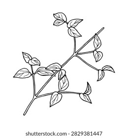 Vector illustration of a clematis sprig with leaves. Black and white drawing of a garden clematis flower.