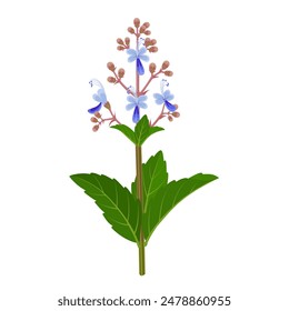Vector illustration of clerodendrum serratum, or Bharangi in indian, isolated on white background.