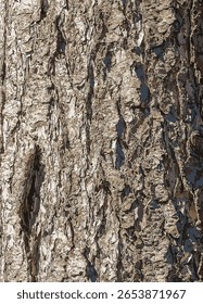 Ilustração vetorial close up da textura da casca da árvore conífera perene Pseudotsuga menziesii, comumente conhecida como abeto de Douglas.