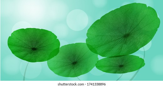 Vector- illustration of close up Centella Asiatica , Asian herbs in the sunlight background