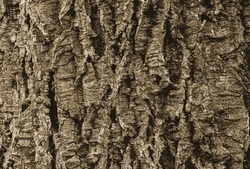 Vector Illustration Of A Close-up Of Cork Tree Bark. Cork Tree Or Phellodendron Sachalinense In Latin
