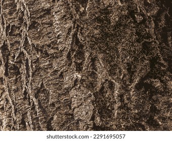 Vector illustration of a close-up of cork tree bark. Cork tree or Phellodendron sachalinense in Latin
