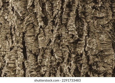 Vector illustration of a close-up of cork tree bark. Cork tree or Phellodendron sachalinense in Latin
