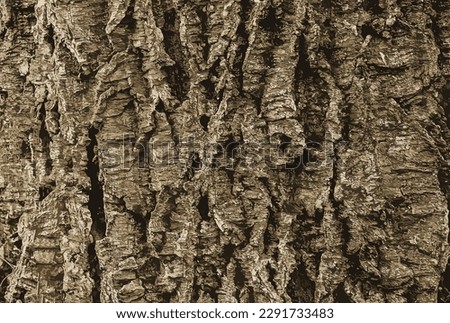 Vector illustration of a close-up of cork tree bark. Cork tree or Phellodendron sachalinense in Latin
